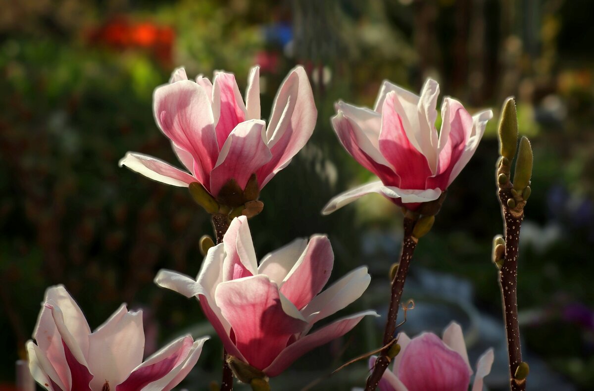 Доброе утро - Юрий. Шмаков