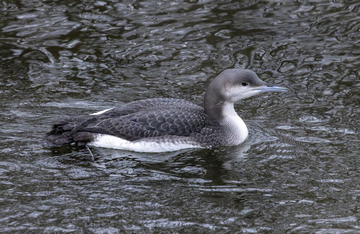 гагара - юрий макаров гагара - юрий макаров