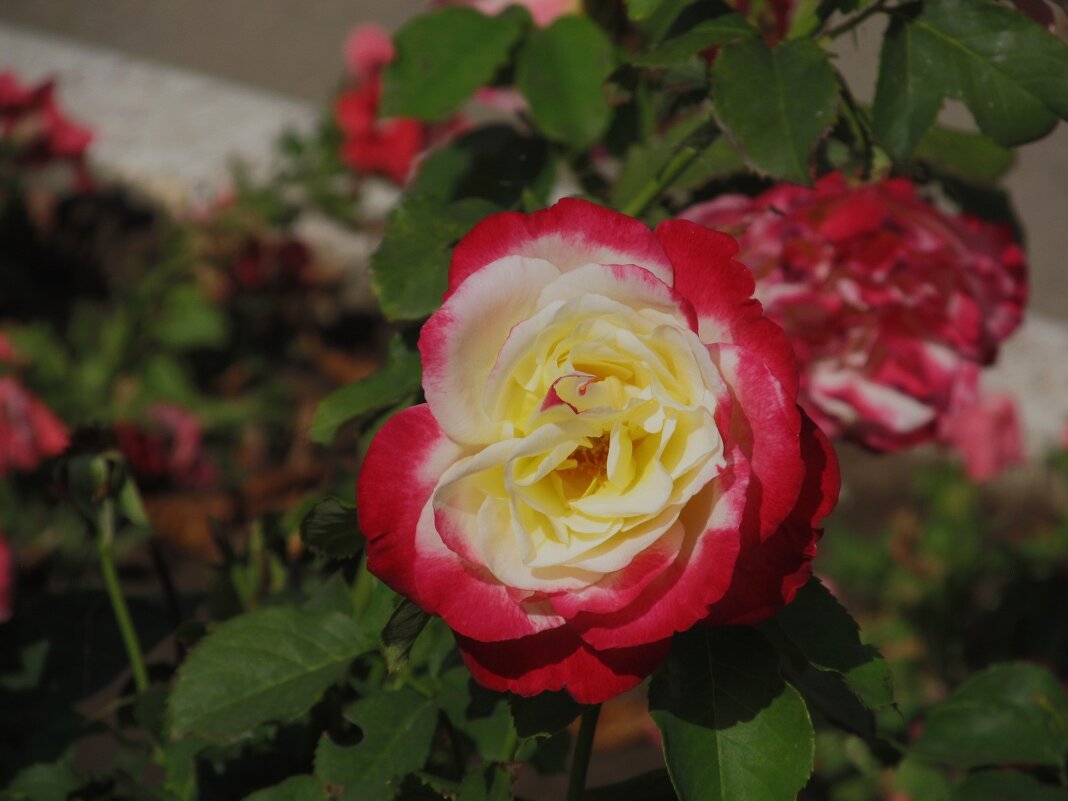 розы сентября - Елена Шаламова