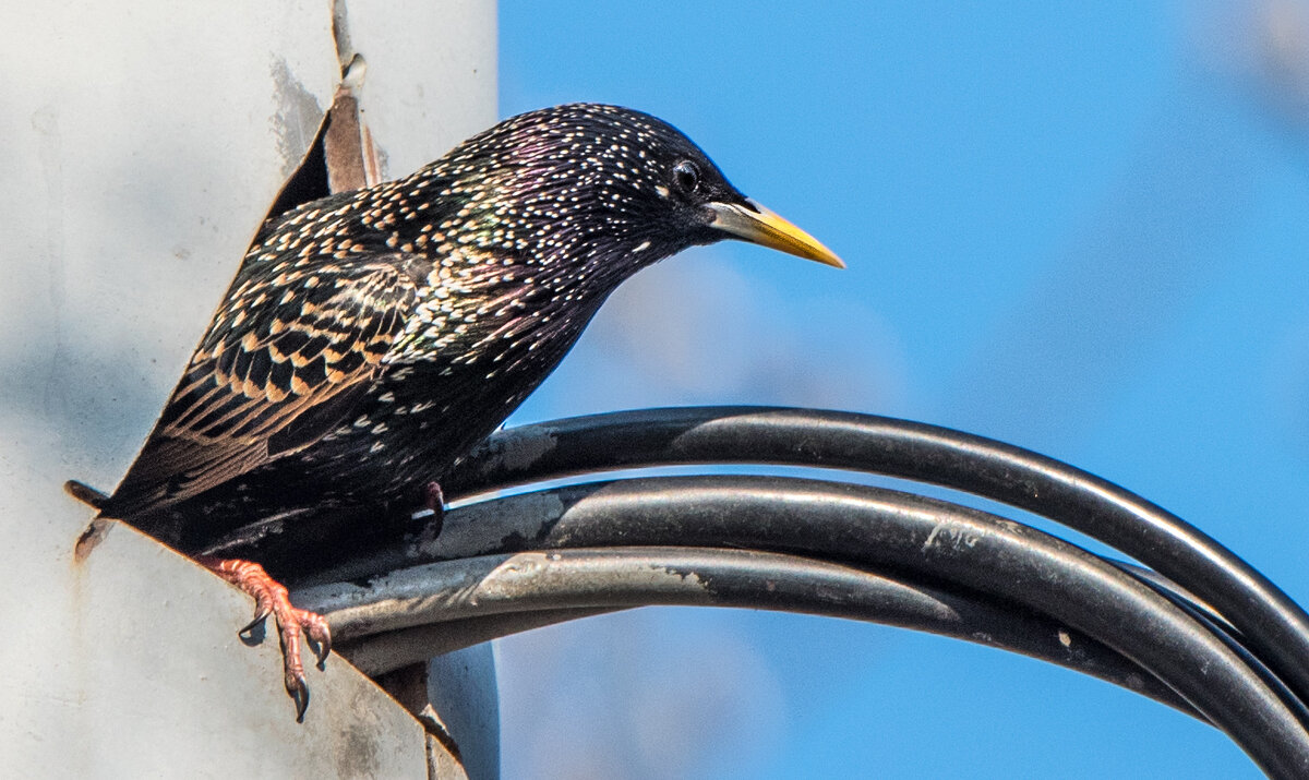 "Пентхаус"? - Владимир Безбородов