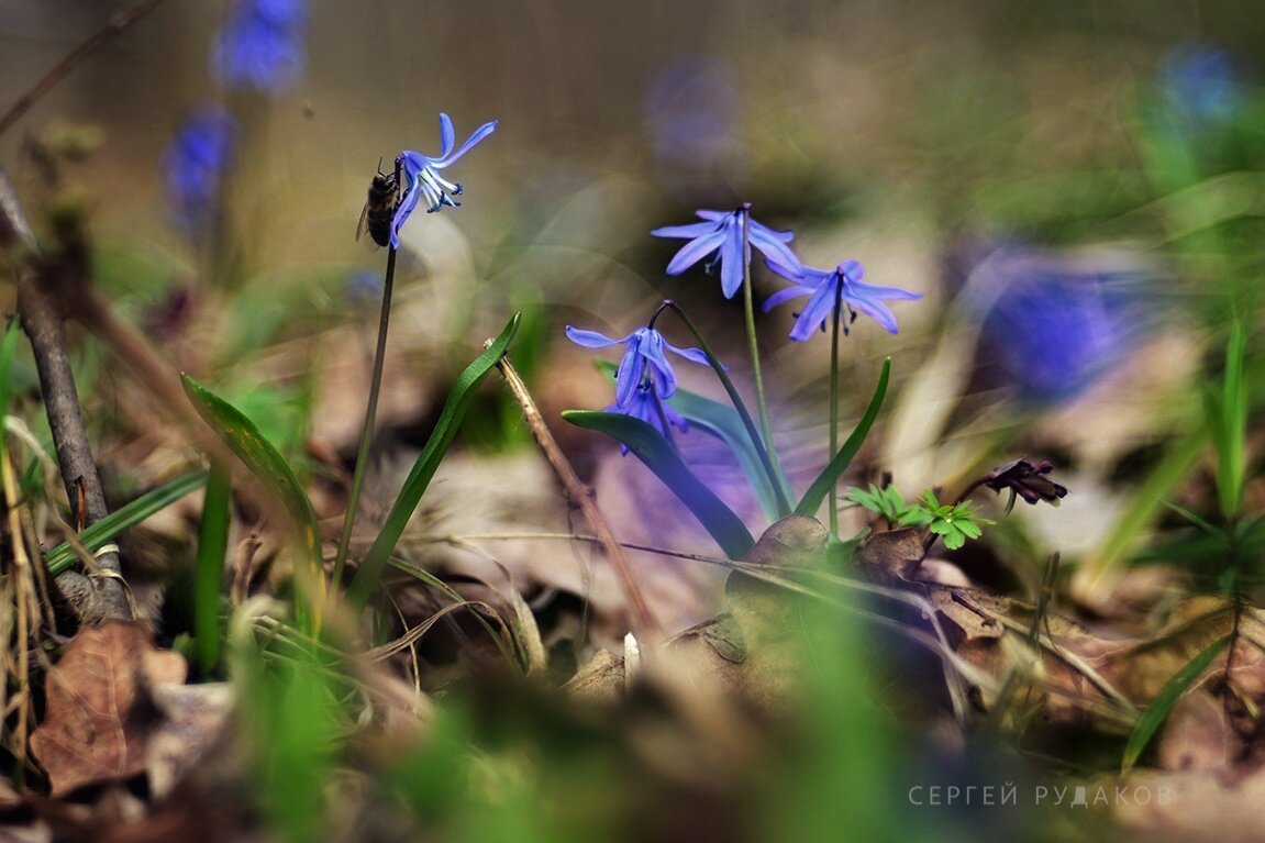 В мире пролесков - Сергей 
