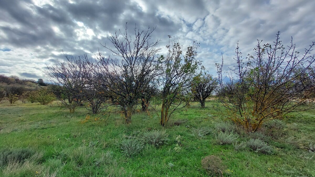 Фисташковая роща - ИРЭН@ .