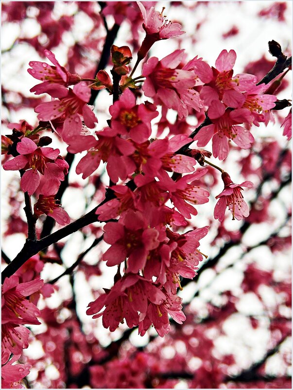 Март. - Валерия Комова Март. - Валерия Комова