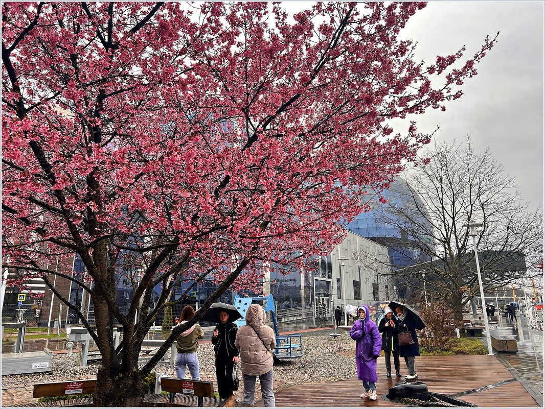 Цветение сакуры. - Валерия Комова
