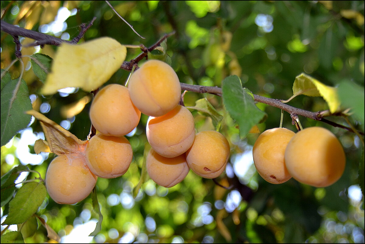 АЛЫЧА - Татьяна Касьяненко