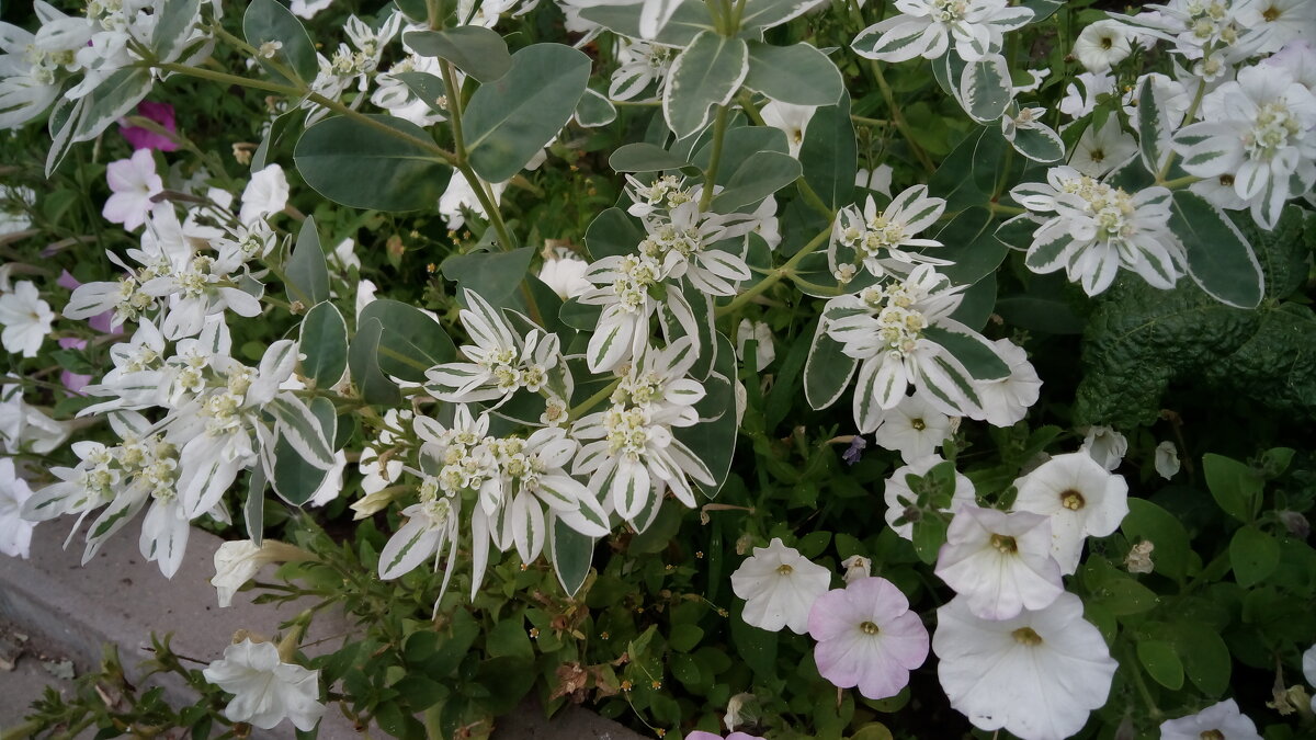 ,,, - Сергей Тимоновский