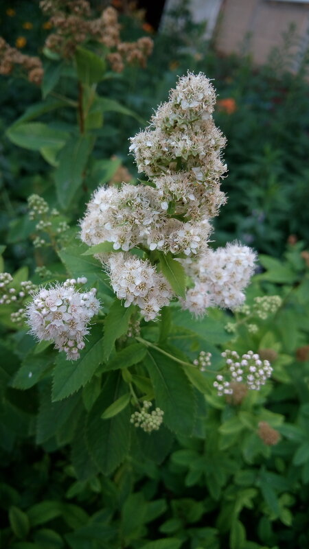 ,,, - Сергей Тимоновский