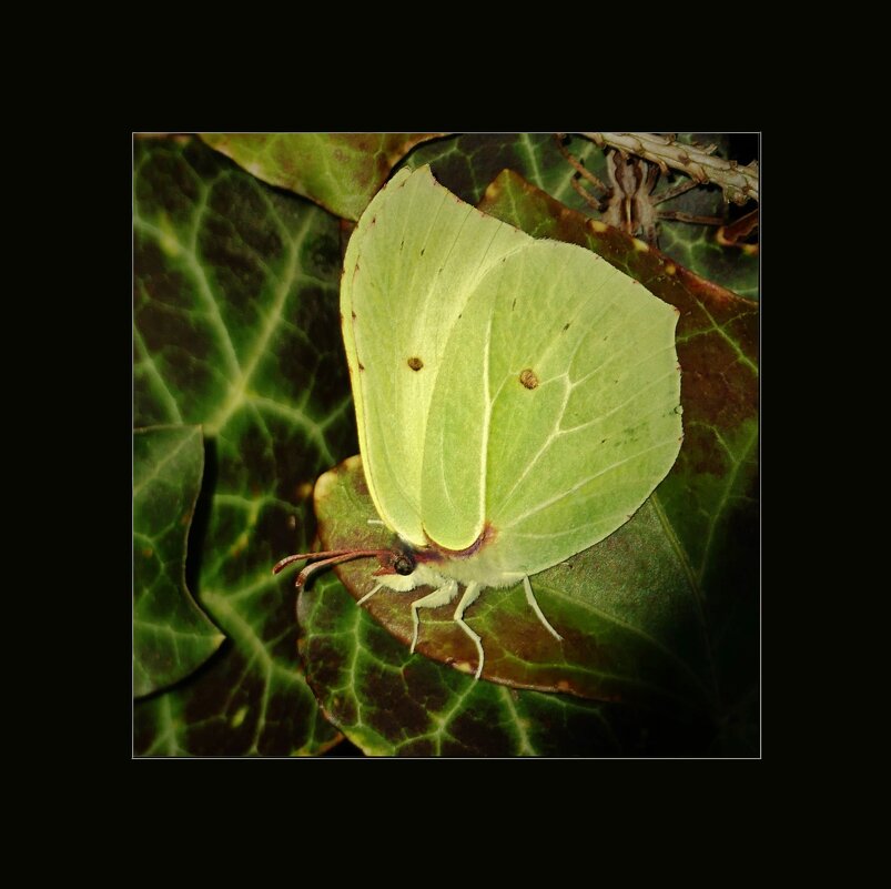 БАБОЧКА... - Elvira E. БАБОЧКА... - Elvira E.