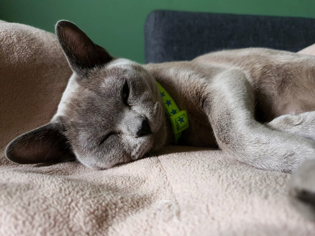 После сытного обеда по закону Архимеда... - Сергей Б.