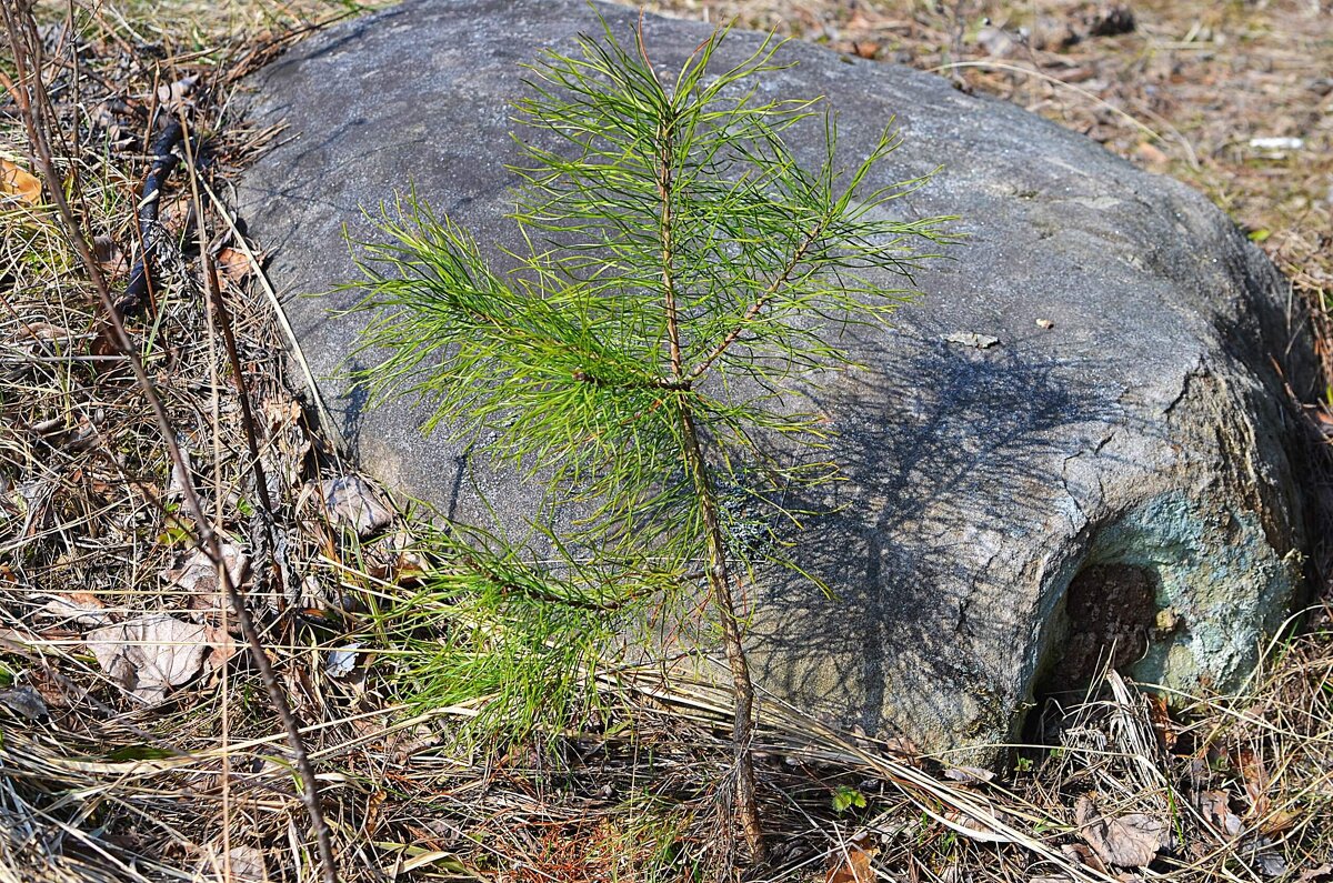 У камня - Татьяна Тюменка