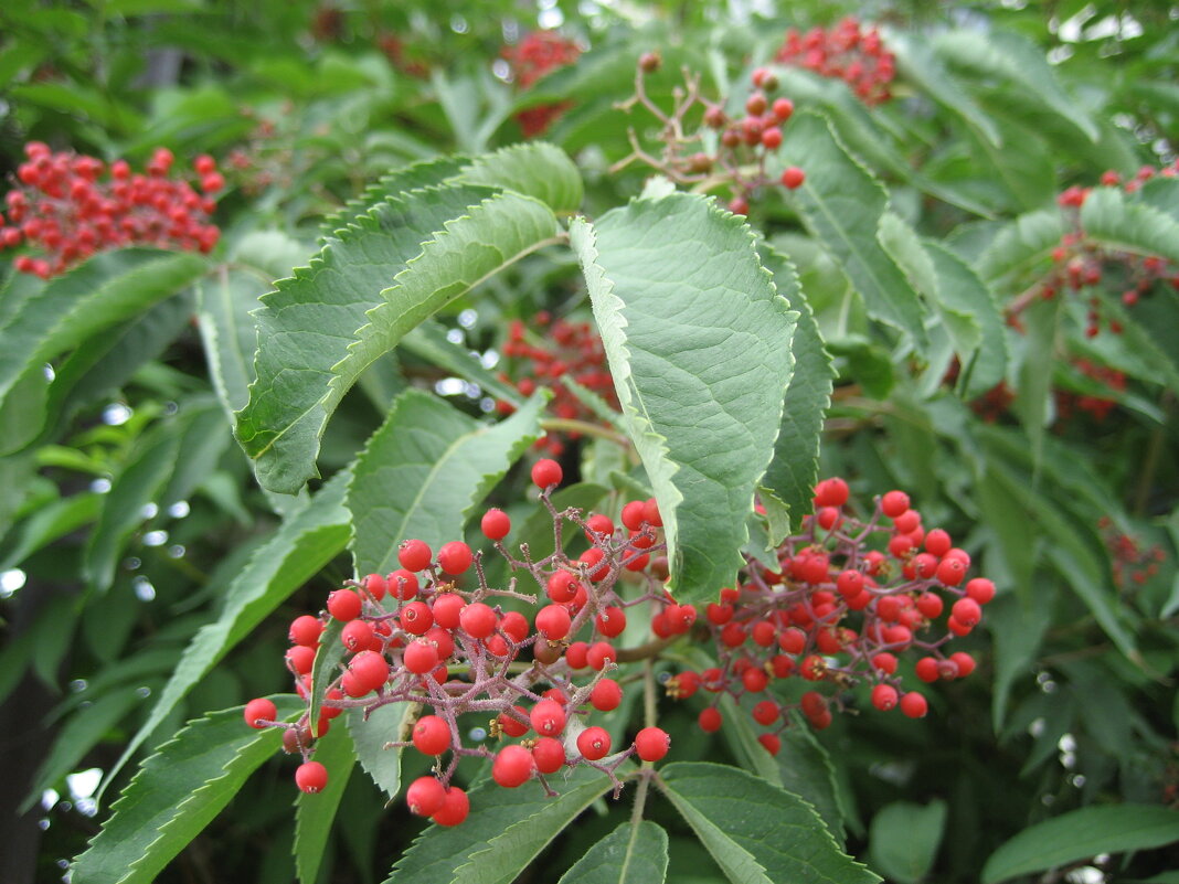 Бузина - Anna Ivanova