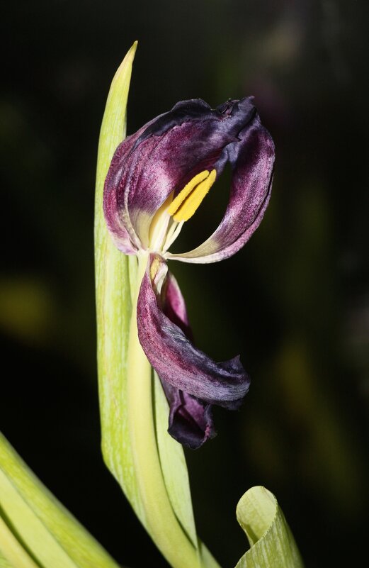 *** - Наталья Герасимова