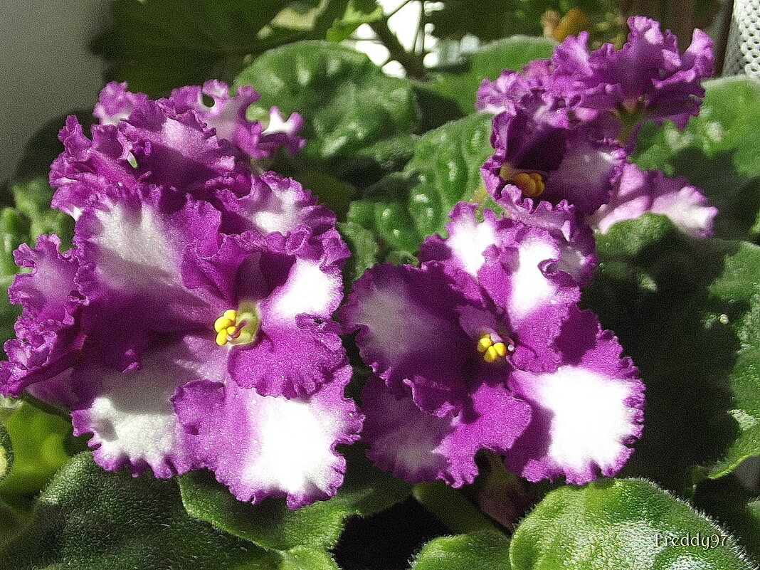 Фиалка - Freddy 97 Фиалка - Freddy 97