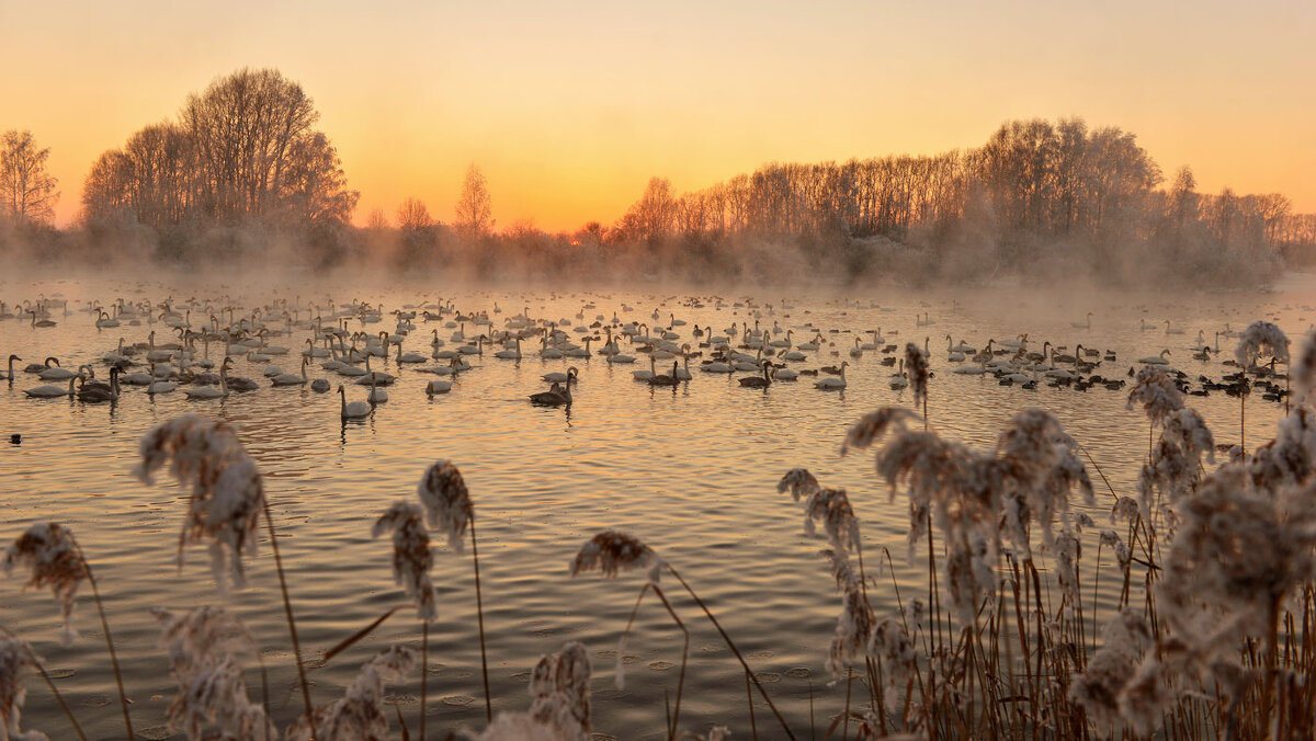 Лебединое озеро...На закате - владимир 
