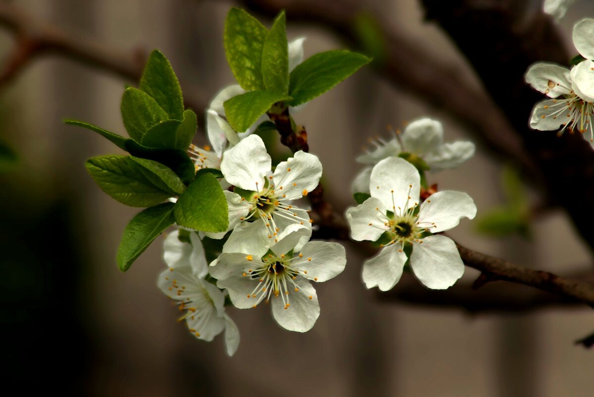 О весне - Юрий. Шмаков О весне - Юрий. Шмаков