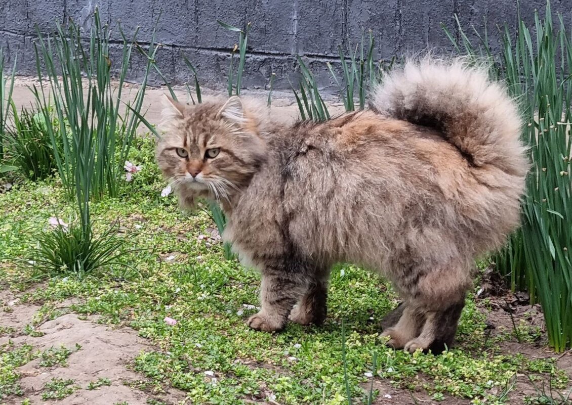 Шел по делам - Наталья 