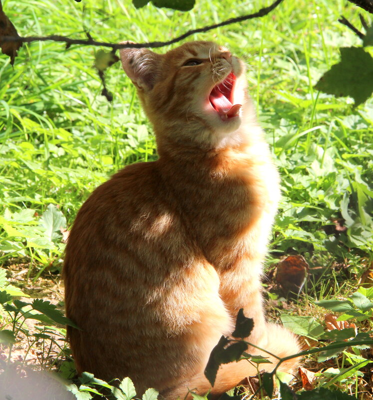 Домашние животные. - жанна нечаева Домашние животные. - жанна нечаева