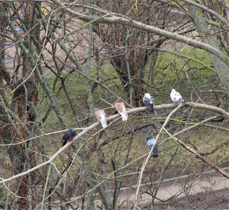 Ведь завтра - День птиц... - Юрий Куликов