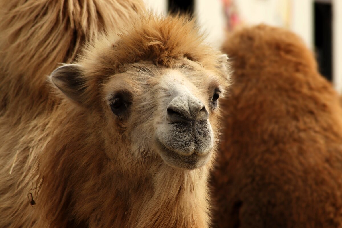 О верблюдах - Юрий. Шмаков О верблюдах - Юрий. Шмаков