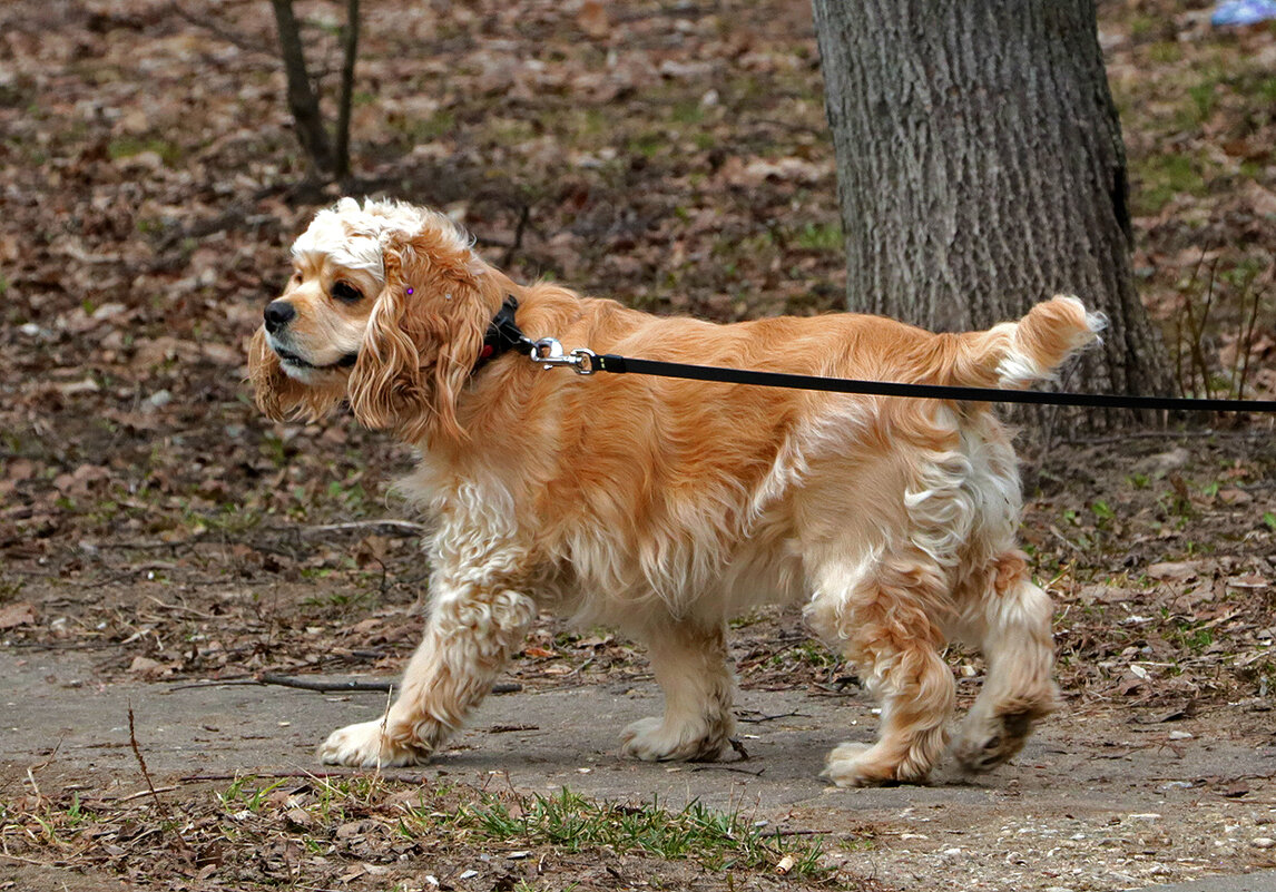 Золотистая прелесть - Светлана 