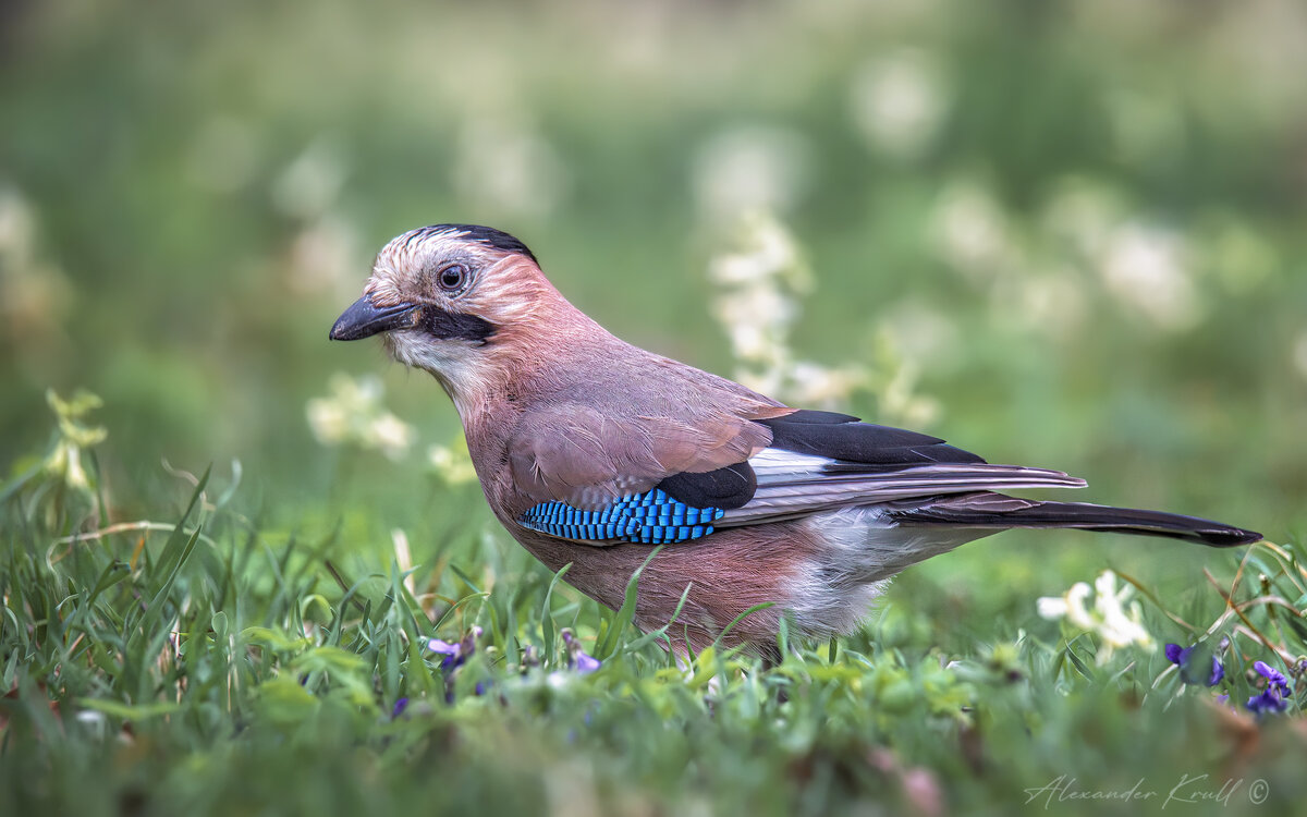 В весенней травке - Александр К. В весенней травке - Александр К.