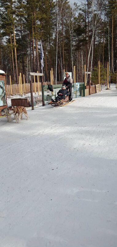 Байкал. В питомнике ездовых собак - Ирэн Байкал. В питомнике ездовых собак - Ирэн