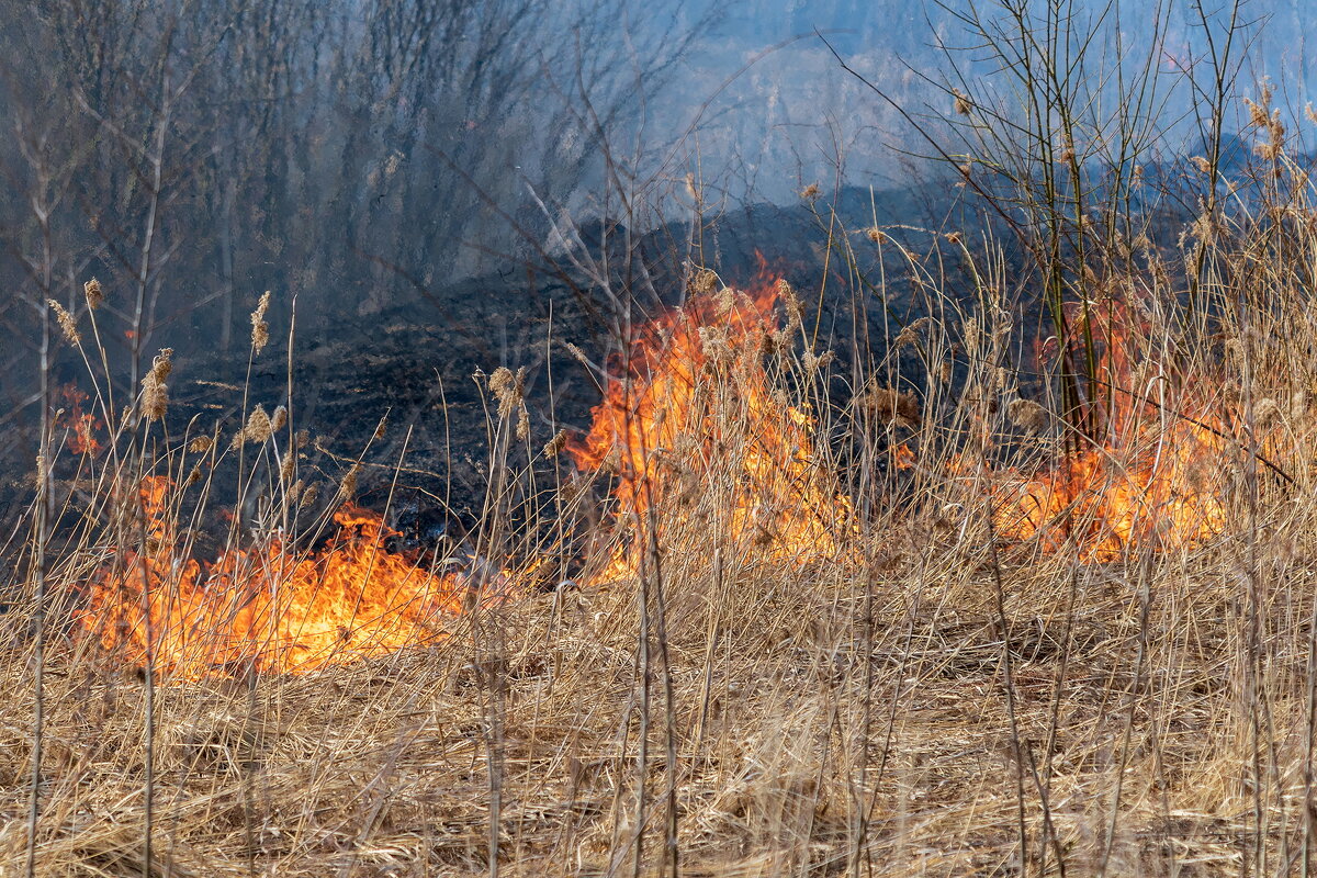 Весенний пал. - Анатолий. Chesnavik.