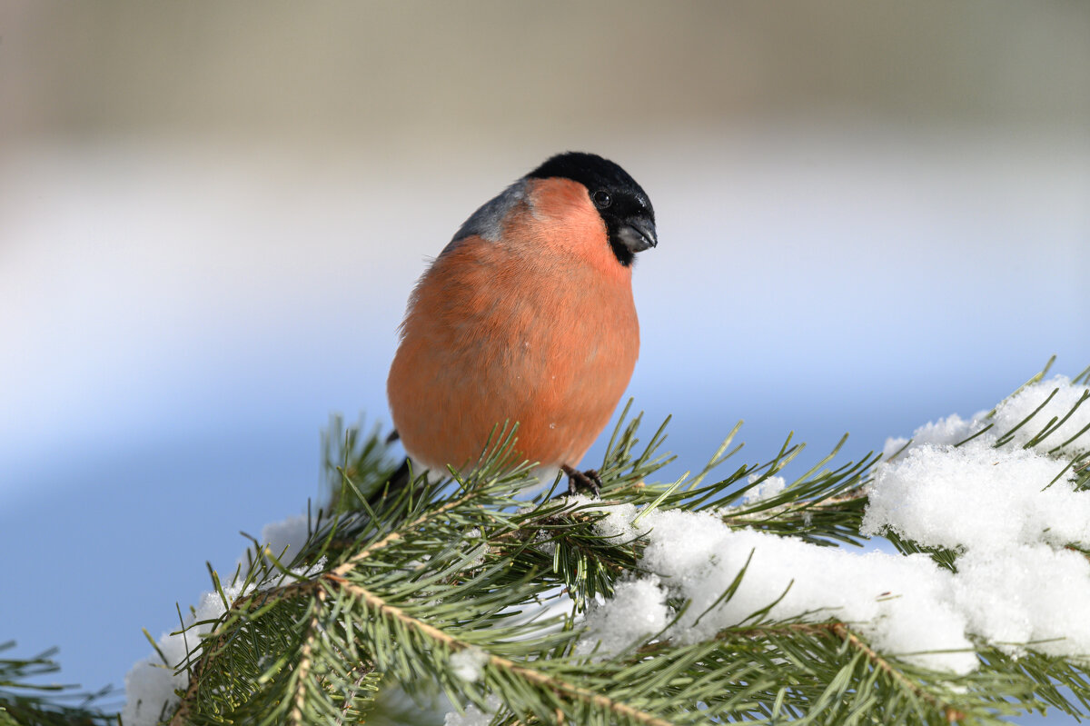 *** - Дмитрий *** - Дмитрий