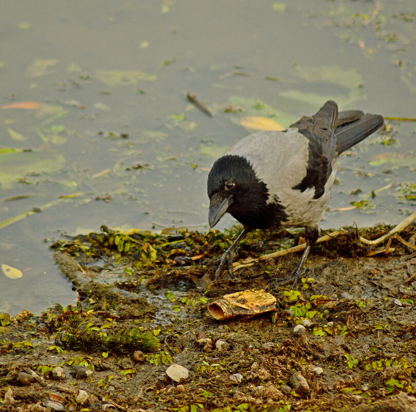 Серая ворона - Андрей Сосновский