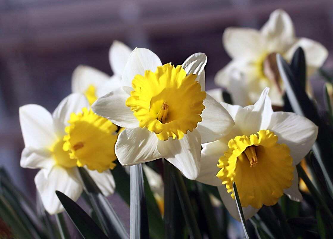 Ядовитый нарцисс - ZNatasha - Ядовитый нарцисс - ZNatasha -