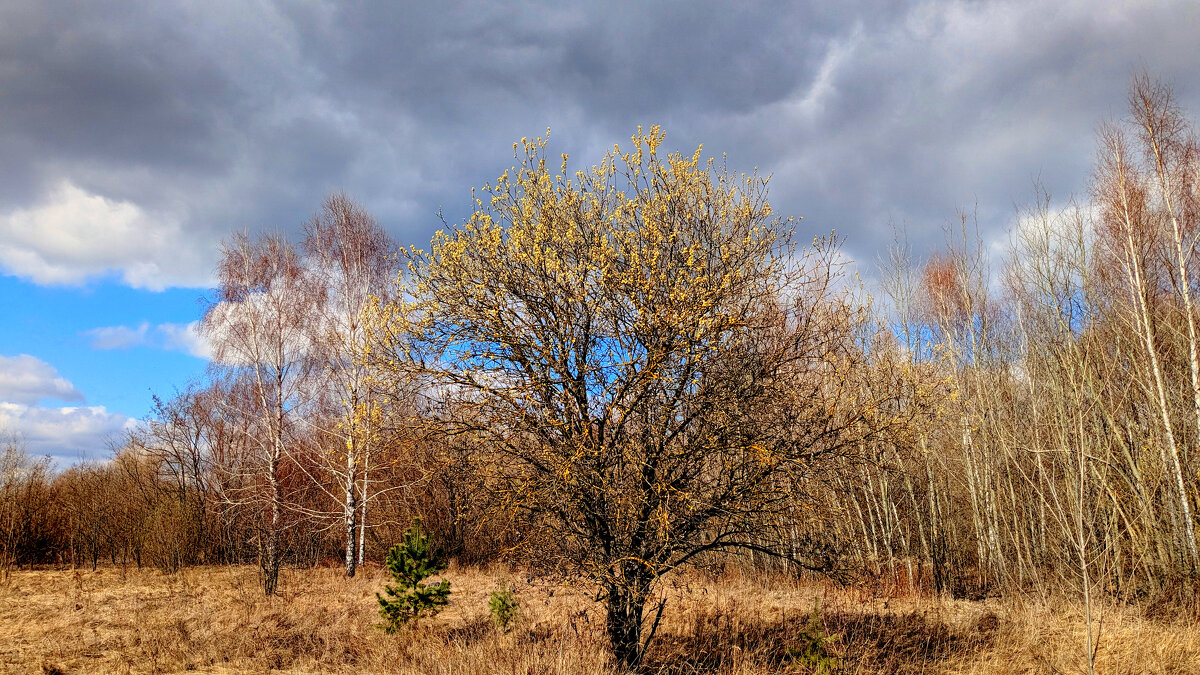 природа конца марта 4 - Александр Прокудин