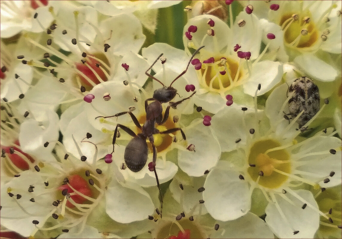 Весна... - Валентина Нефёдова Весна... - Валентина Нефёдова