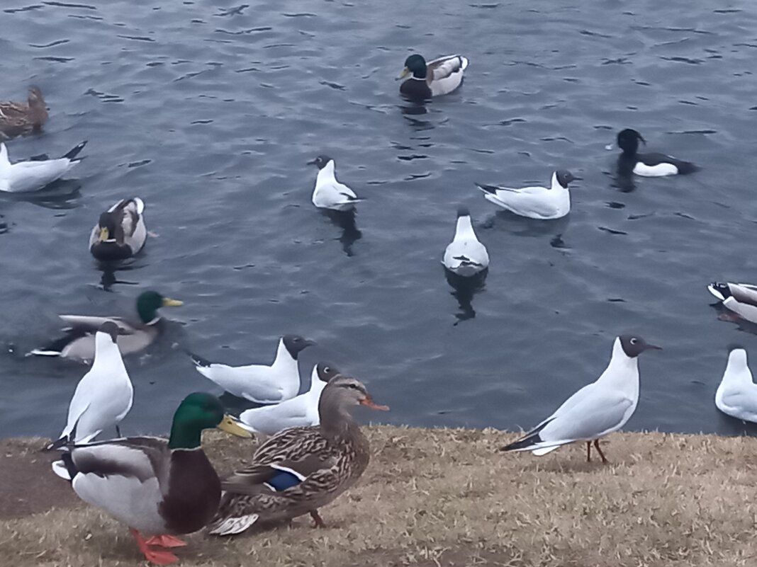 Чайки и утки - Сапсан 