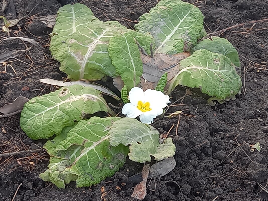 Примула - Сапсан Примула - Сапсан