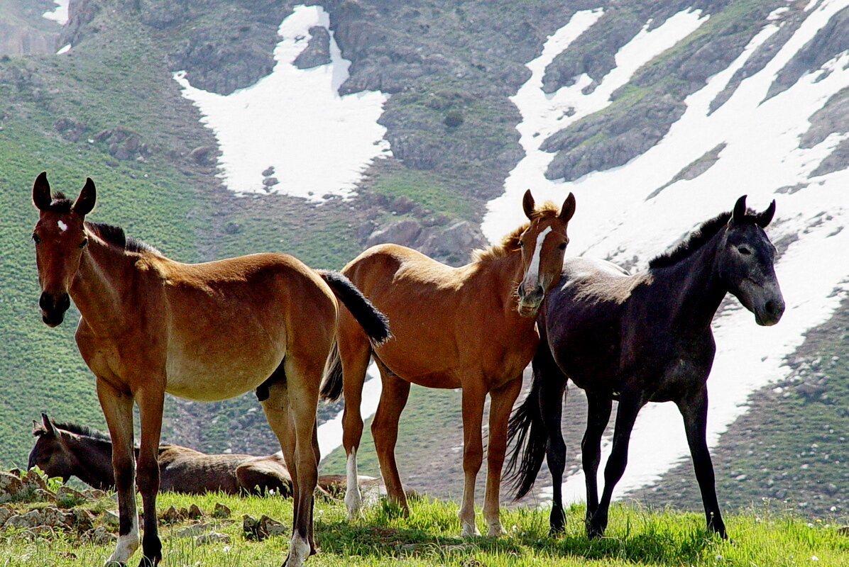 ПРОГУЛКА НА БОЛЬШОЙ ЧИМГАН 3300м. - Виктор Осипчук ПРОГУЛКА НА БОЛЬШОЙ ЧИМГАН 3300м. - Виктор Осипчук