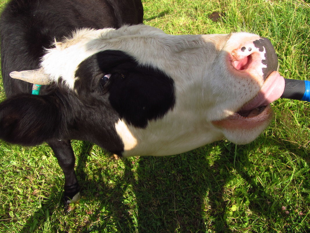 Улыбайтесь, друзья! С 1 апреля! - Андрей Лукьянов