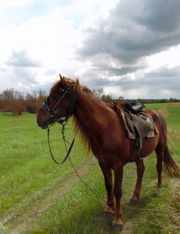 Выйду в поле с конём вдвоём.... - nadyasilyuk Вознюк Выйду в поле с конём вдвоём.... - nadyasilyuk Вознюк