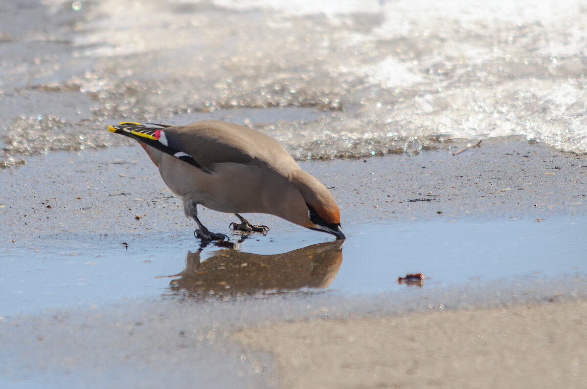 Свиристель. - Виктор Иванович Чернюк Свиристель. - Виктор Иванович Чернюк