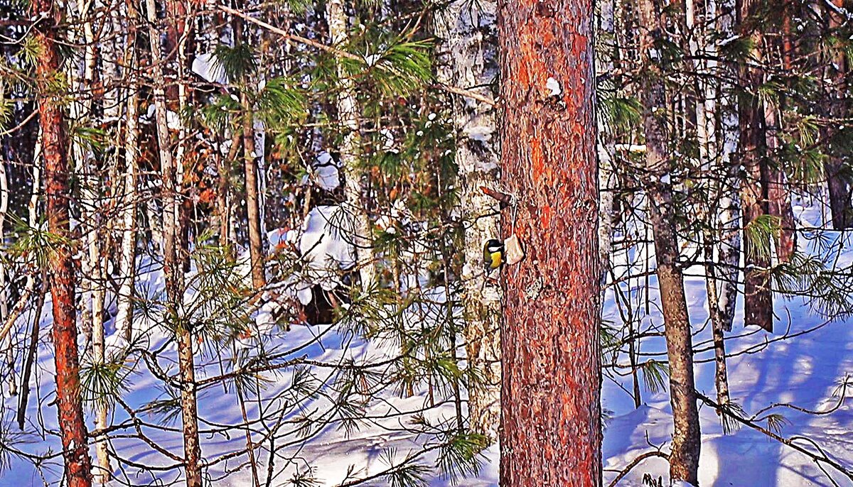 Март...В пригородном лесу! - Владимир 