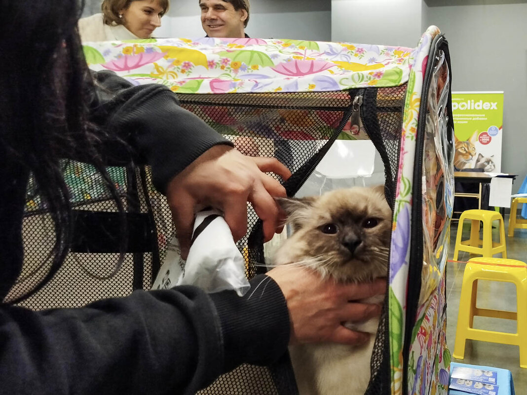 ГАГАРИНСКИЕ_КОШКИ_16 - Сергей Янович Микк ГАГАРИНСКИЕ_КОШКИ_16 - Сергей Янович Микк