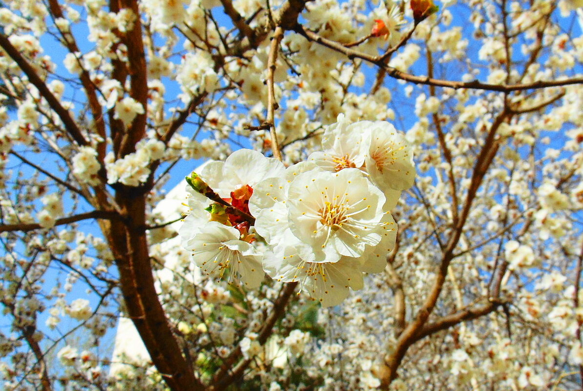Цветут сады .. - Александр Владимирович Никитенко
