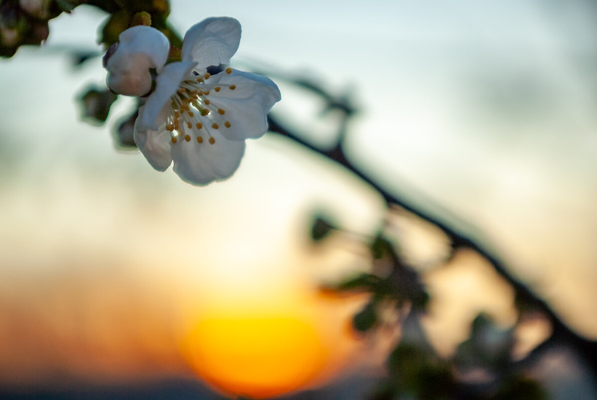 На рассвете.... - Referee (Дмитрий)