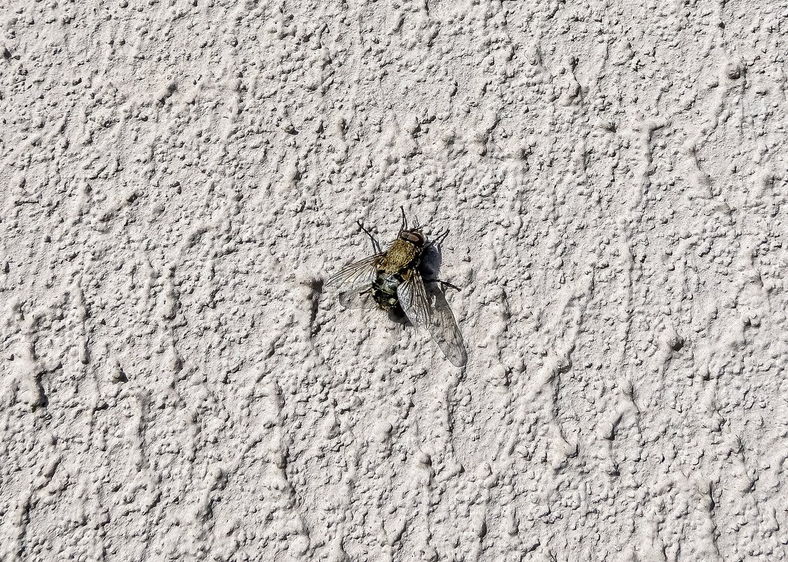 Мухи проснулись - Валерий Иванович