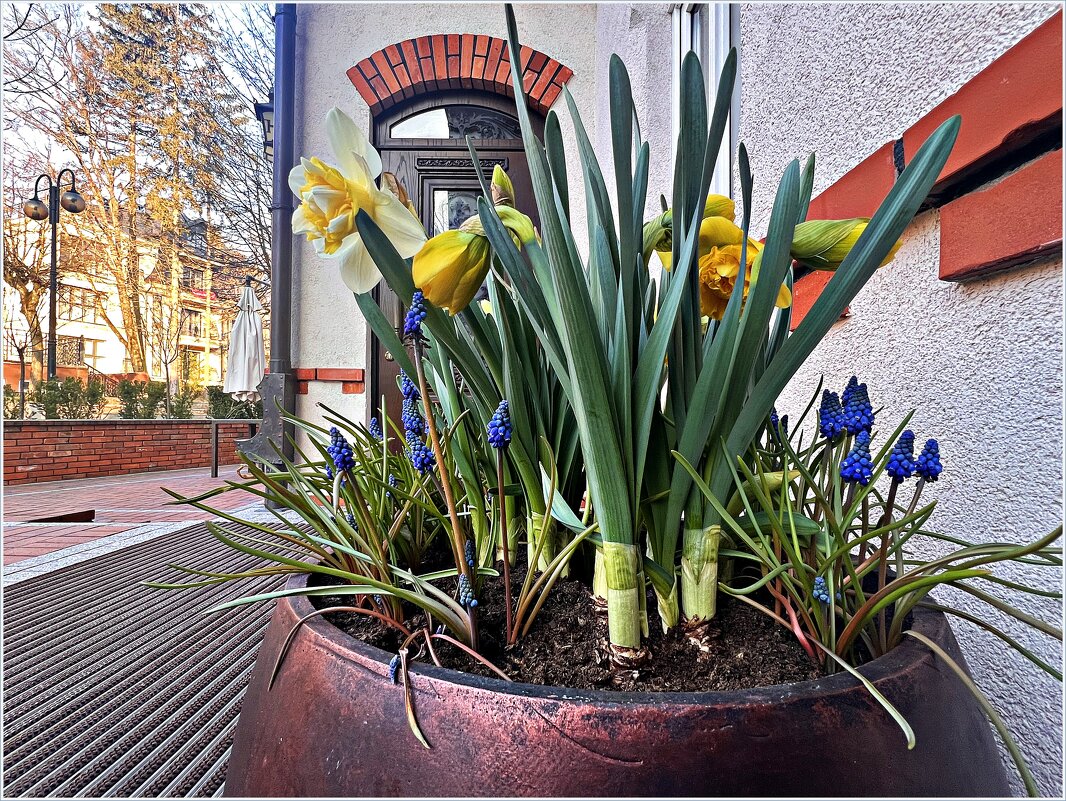 На улочках Светлогорска. - Валерия Комова