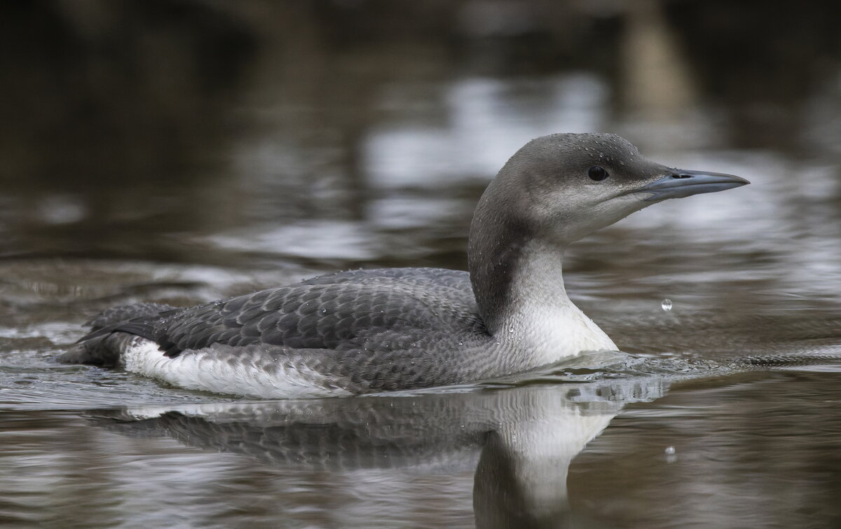 гагара - юрий макаров гагара - юрий макаров