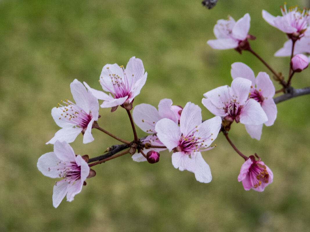 Весеннее цветение - Валентин Семчишин