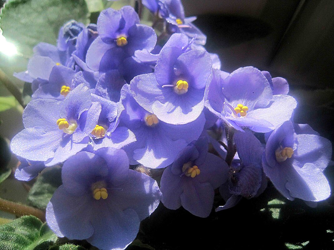 Фиалка - Елена Семигина Фиалка - Елена Семигина