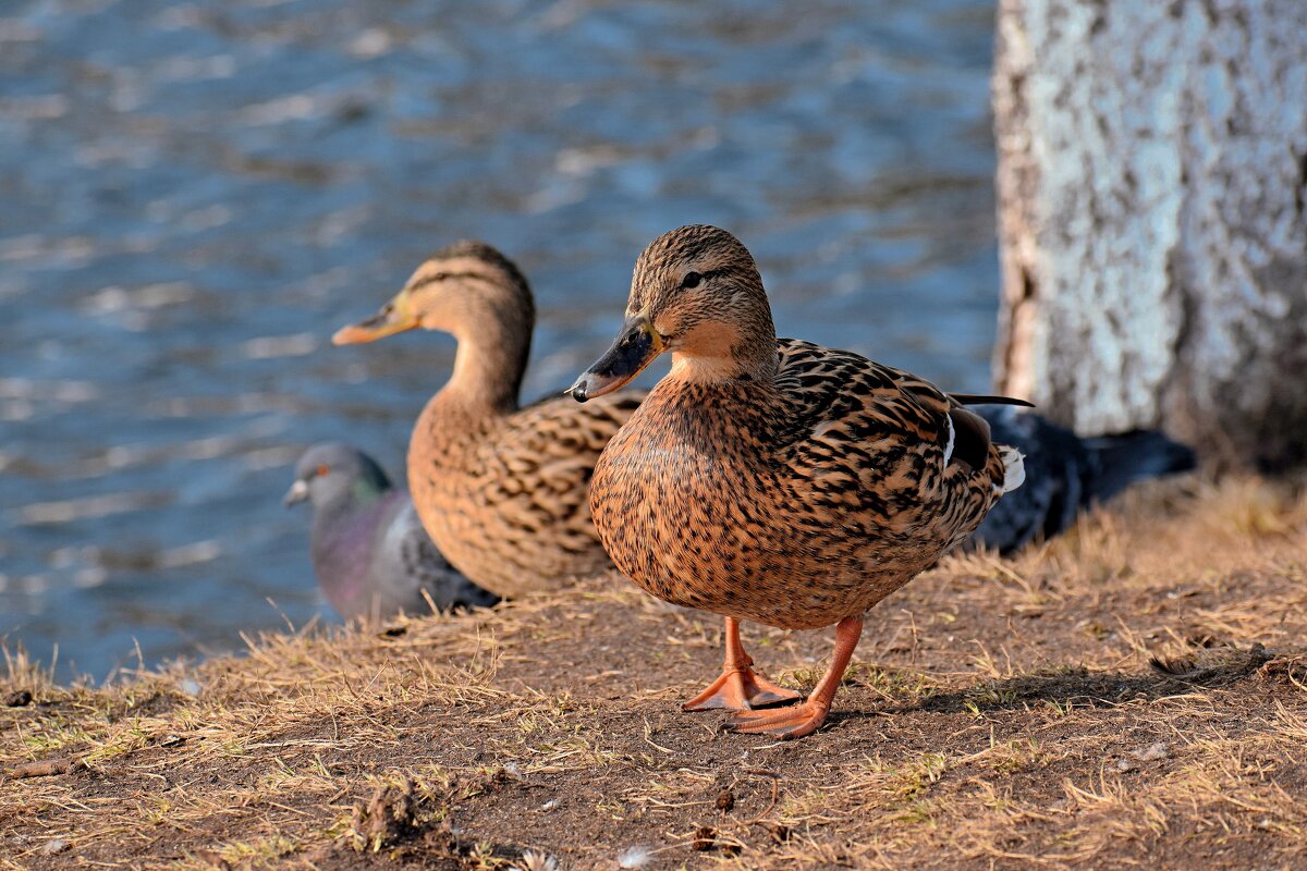 Всемирный день птиц. - Татьяна Помогалова Всемирный день птиц. - Татьяна Помогалова