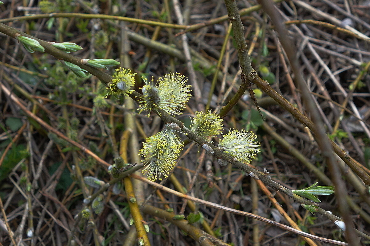 Верба - Рита Симонова