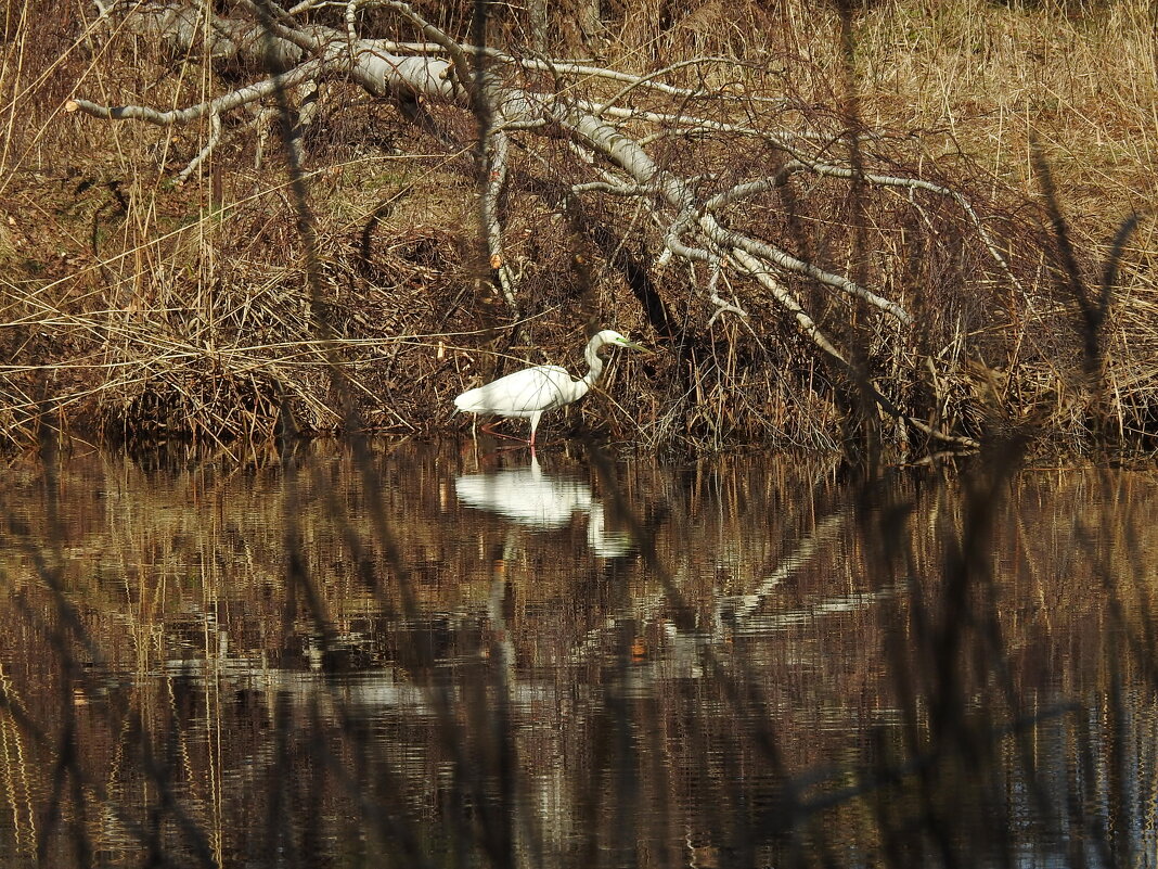 весна. цапля - ИННА ПОРОХОВА